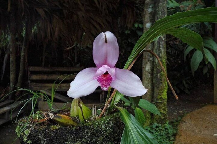 Semuc Champey + El Quetzal birdwatching, in a Private 3 Days Tour