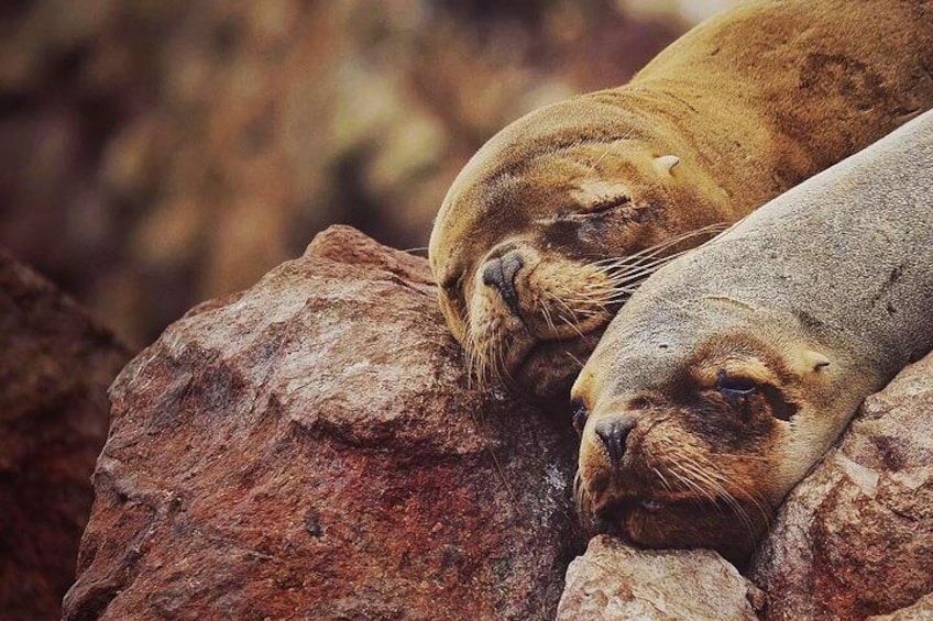 Ballestas Island - Paracas