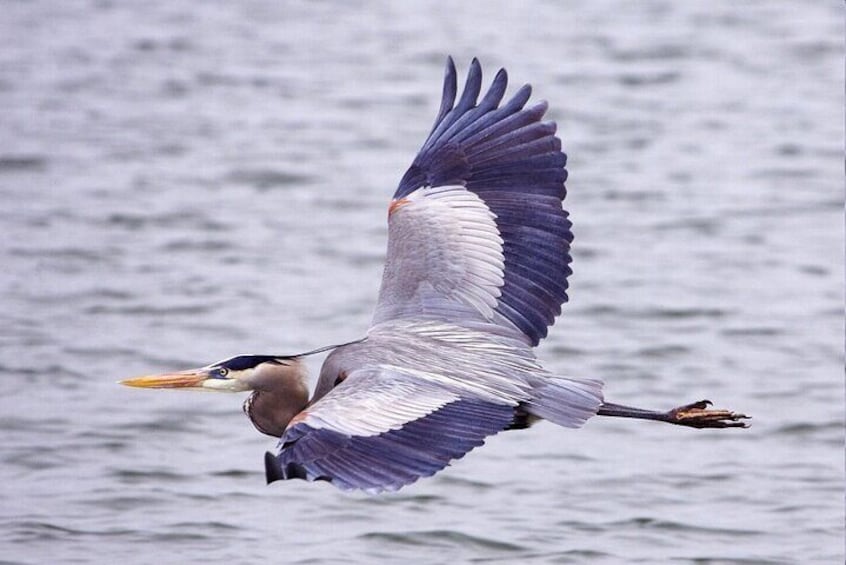 1000 Islands 90-minute Sightseeing Cruise