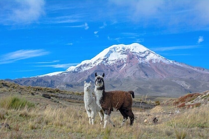 Quito to Cuenca 4 or 5-Day Tour with Cotopaxi, Quilotoa, Baños and Chimbora...