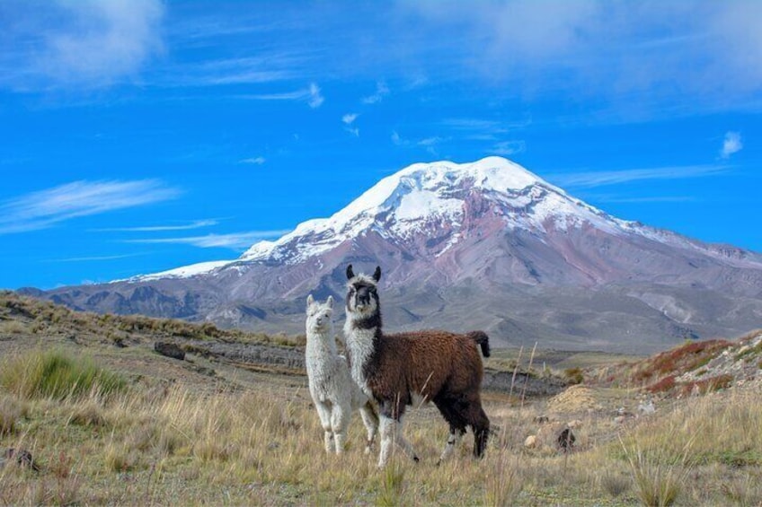 Llamas with Chimborazon Volcano