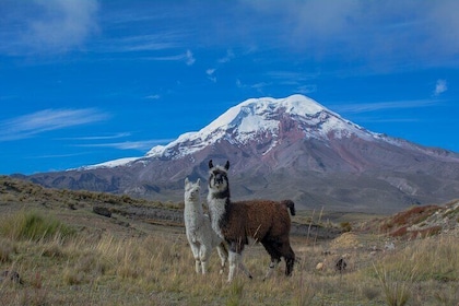 Quito to Cuenca 4 or 5-Day Tour with Cotopaxi, Quilotoa, Baños and Chimbora...