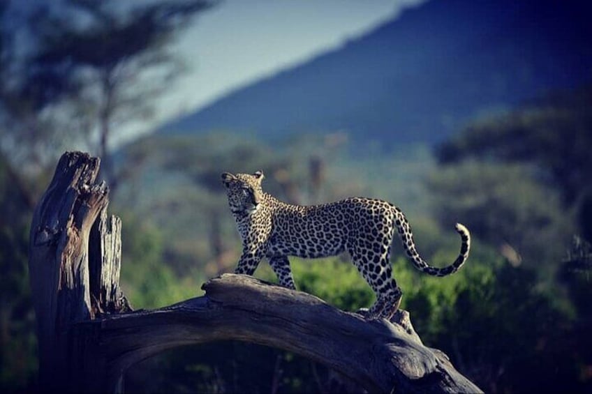 10 -Days Best of Kenya and Tanzania Classic Safari