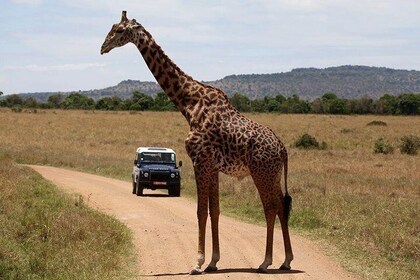 Sweetwaters di 3 giorni: Ol Pejeta Conservancy Safari di Nairobi