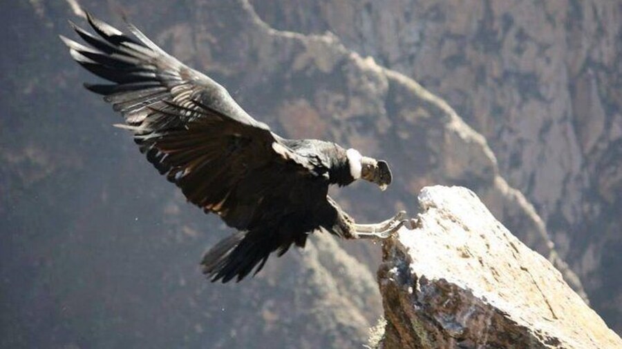 Condor the biggest bird in Colca Canyon