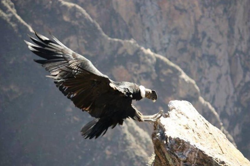 Condor the biggest bird in Colca Canyon