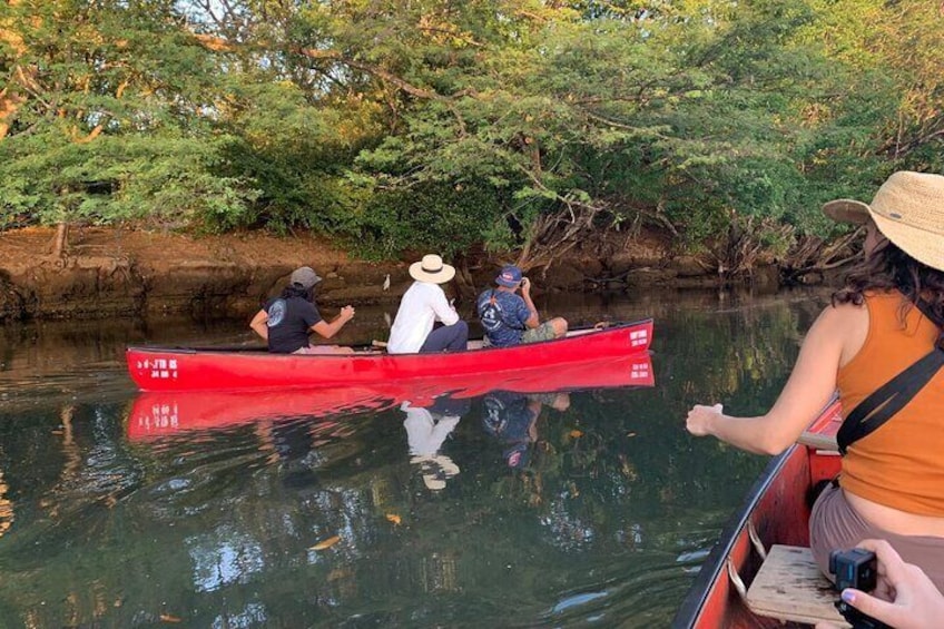 Private Wildlife Canoe Safari in the Mangrove forest.