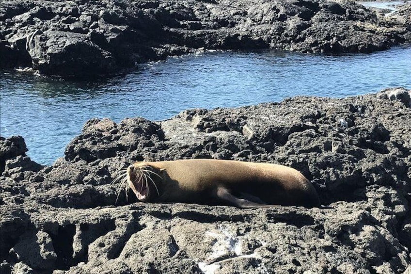 Galapagos Fauna