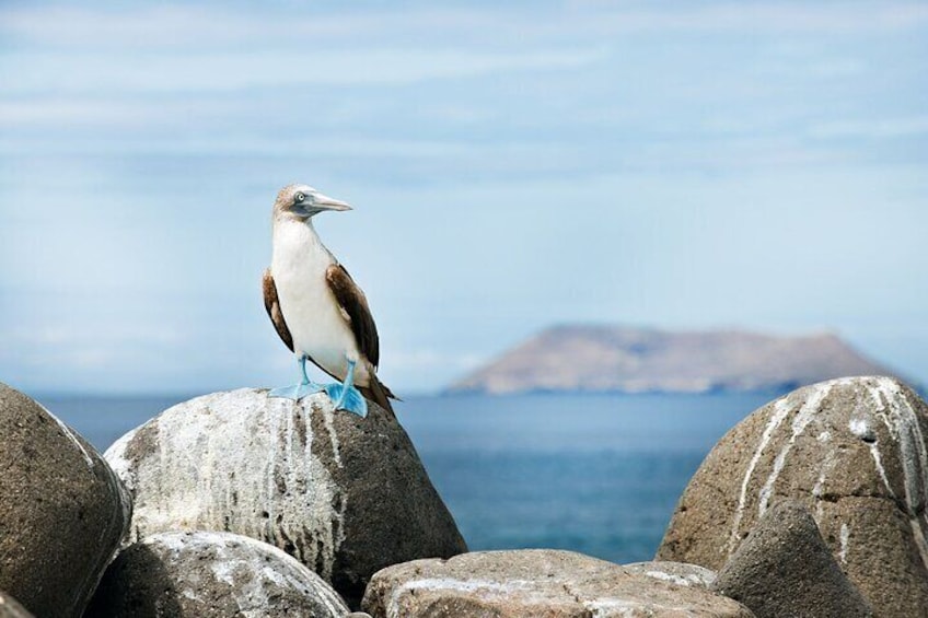 12-Day Galapagos Expedition (Tourist Class)