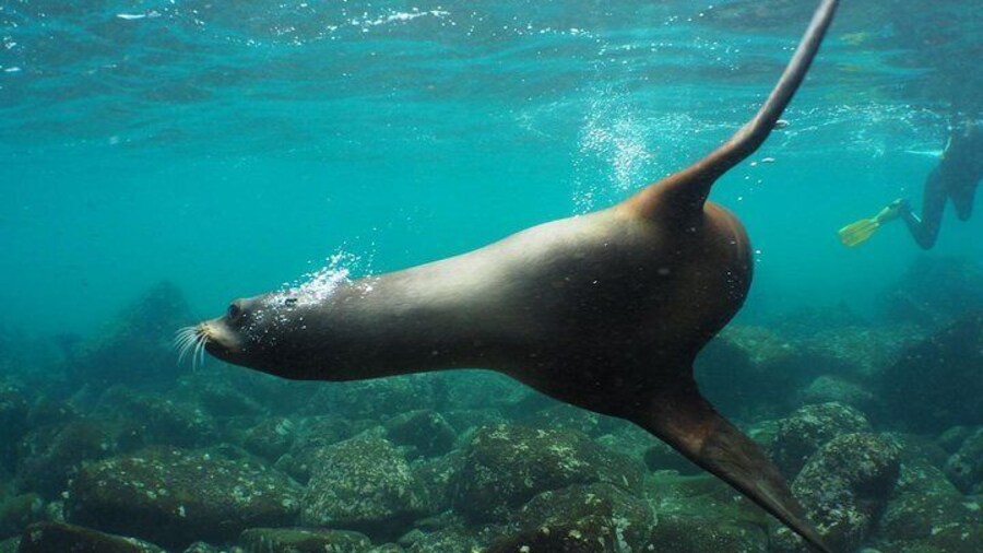 Galapagos Sea Lion