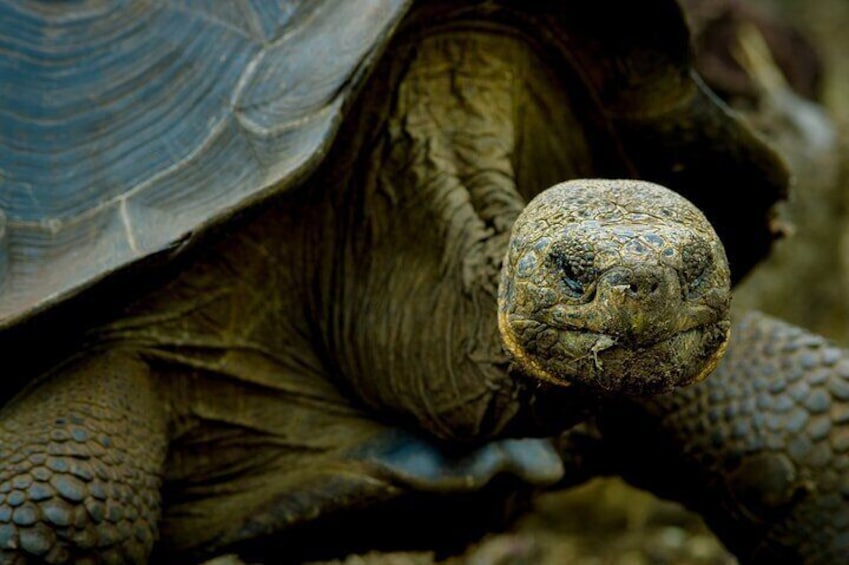 12 Day Galapagos Expedition (Tourist Class)