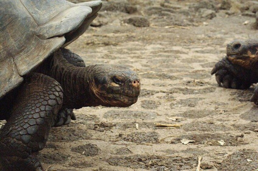 4 Day Galapagos Island Hopping Budget
