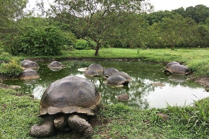 7-Day Galapagos Island Hopping Tour: Tortuga Bay, Tintoreras, Wildlife Watc...