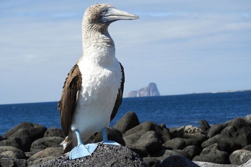 7 Day Galapagos Island Hopping Budget