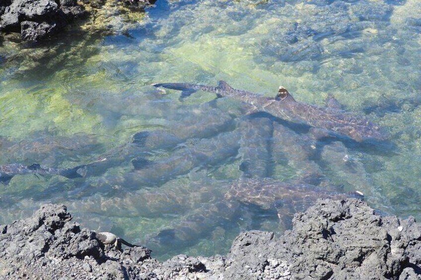 7-Day Galapagos Island Hopping Budget