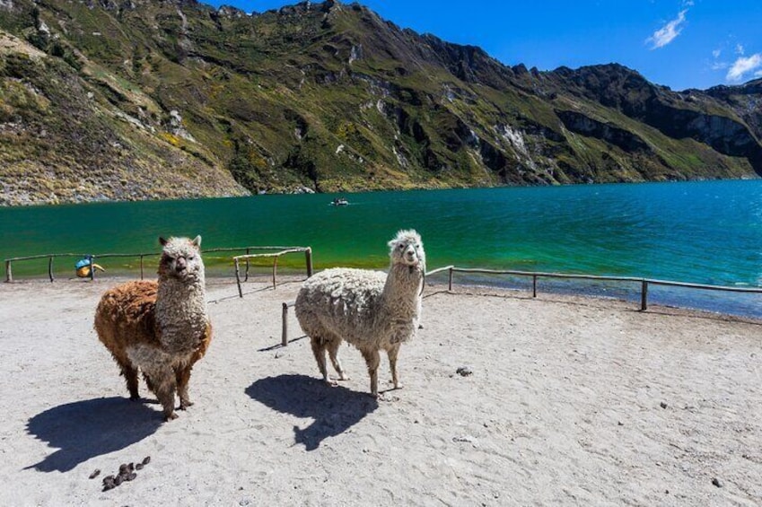 Quilotoa Llamas