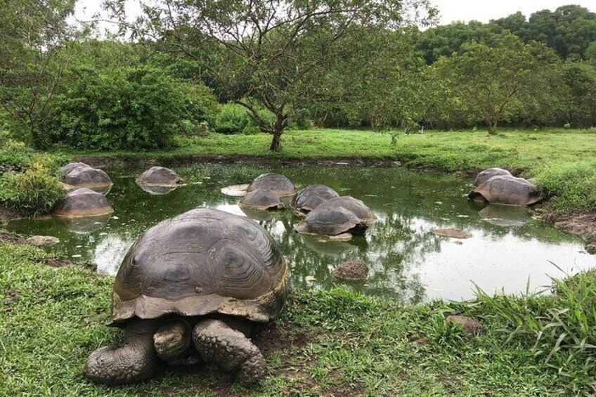 Giant Turtles