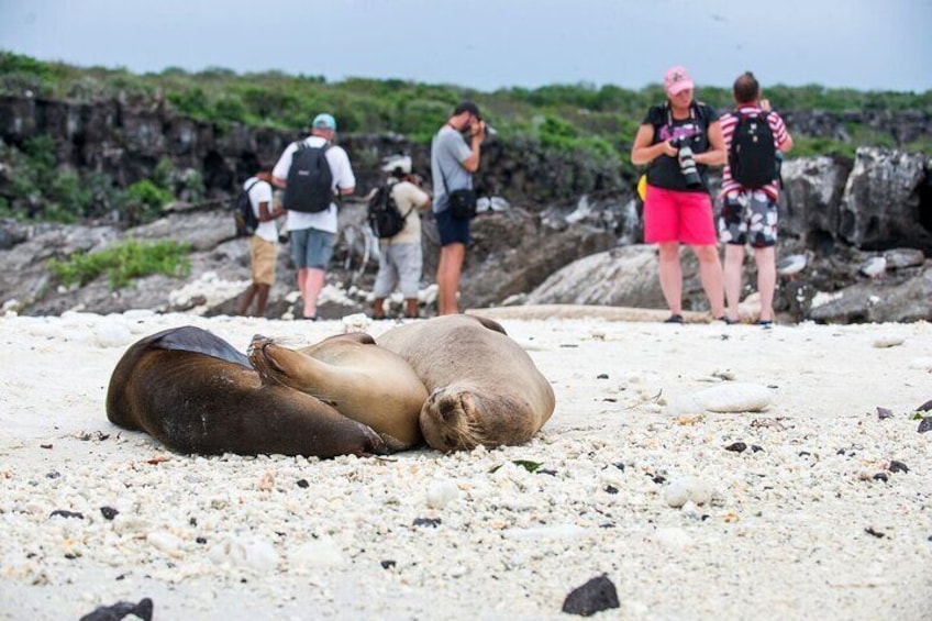 Sleeping Sea Lions