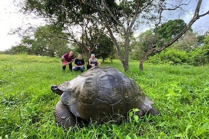 5-Day Galapagos Luxury: Santa Cruz, Isabela, with Local Flight and Snorkell...