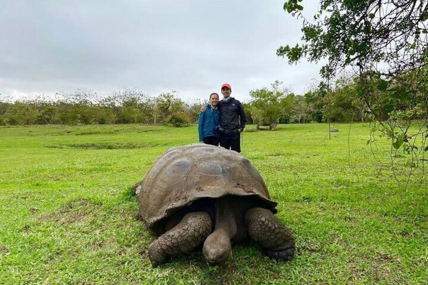 Giant Turtle