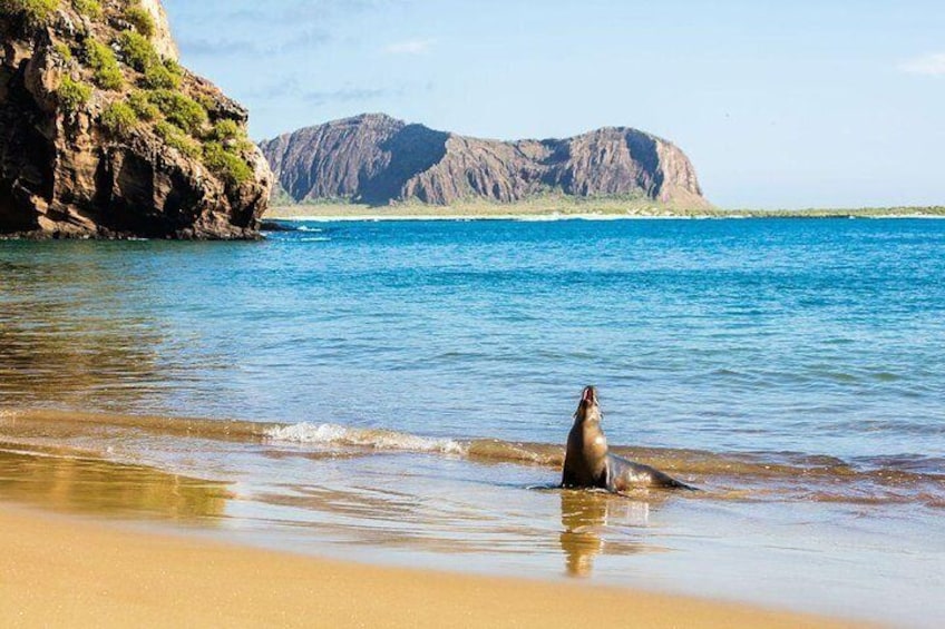 Sea Lion, Galapagos beach