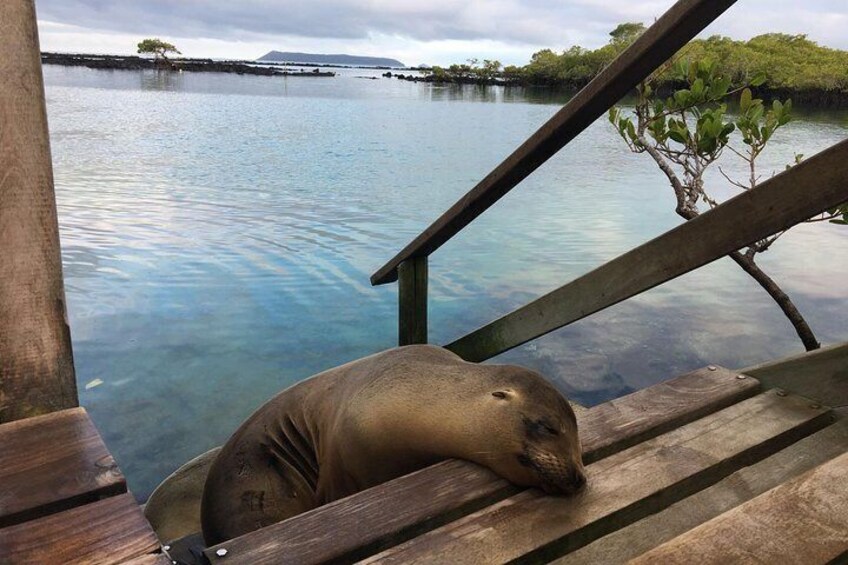 Sea Lion Sleeping