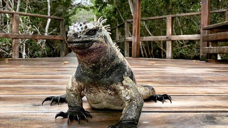 Iguana