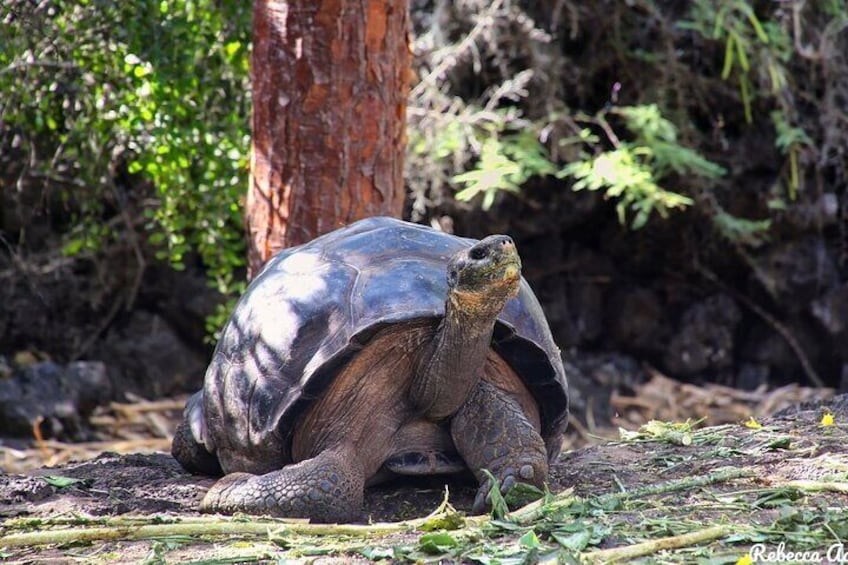 Giant Turtle