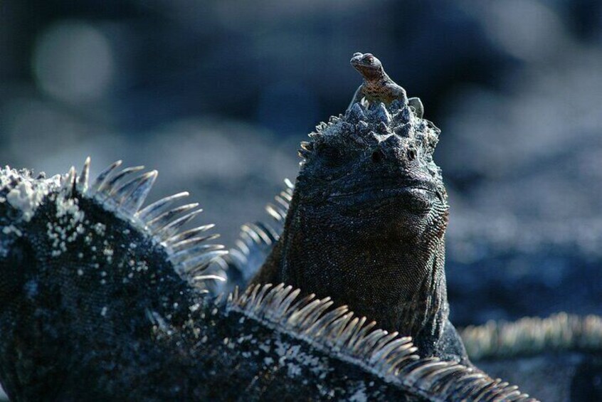 Galapagos Iguana