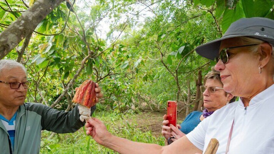 Churute Mangrove Ecological Reserve and Cocoa Farm