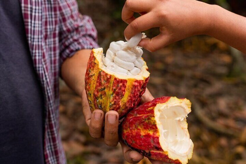 Churute Mangrove Ecological Reserve and Cocoa Farm
