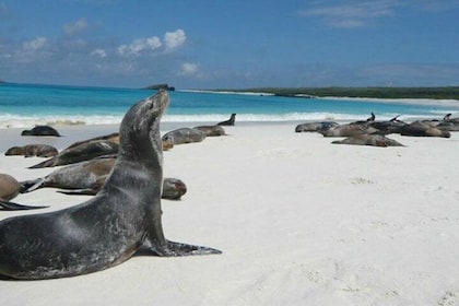 Tour Lobos Island from San Cristobal