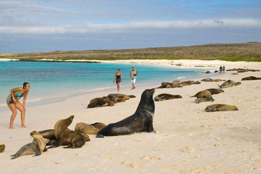 Local fauna in the island