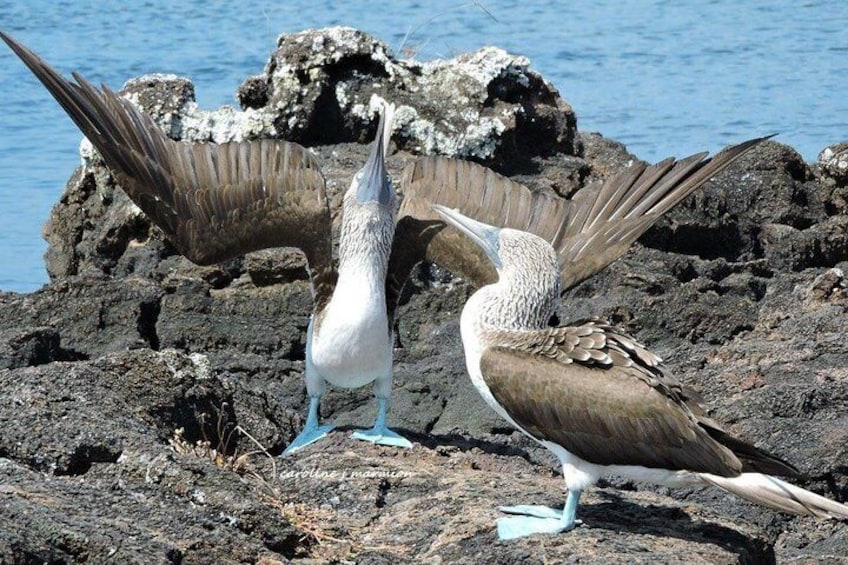 Full-Day Pinzon Island Snorkling, Fishing and La Fe Excursion Including Lunch