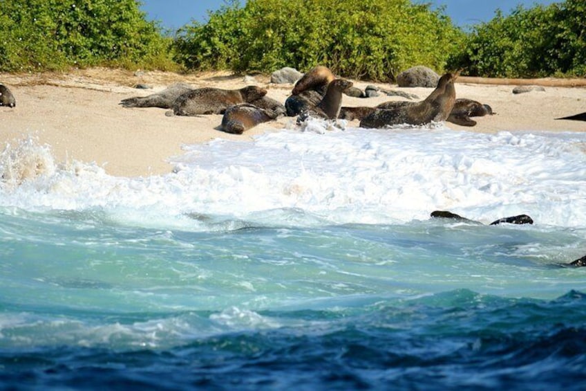 Bay Tour in Santa Cruz - Galapagos Islands