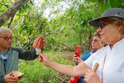 Cacao Farm Excursion Day Trip from Guayaquil