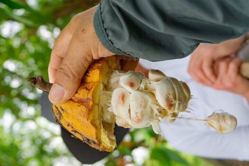 Cacao Farm Excursion Day Trip from Guayaquil