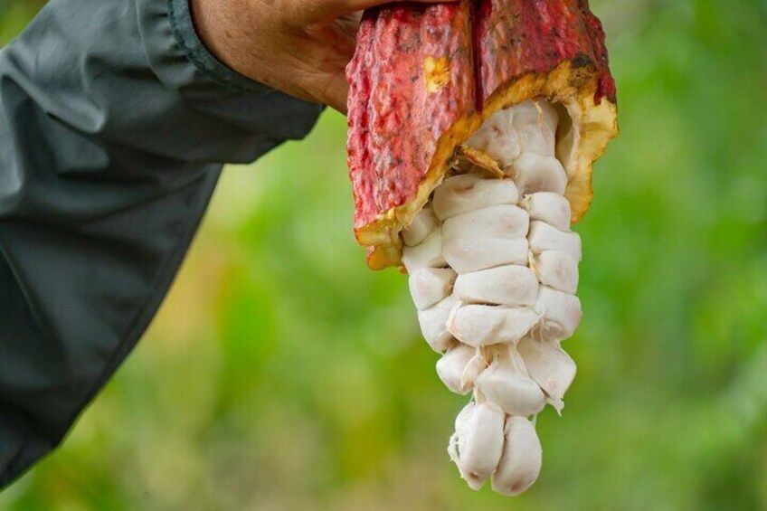 Cacao Farm Excursion Day Trip from Guayaquil