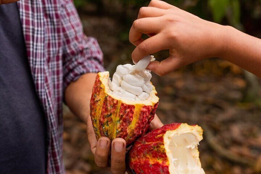 Cacao Farm Excursion Day Trip from Guayaquil