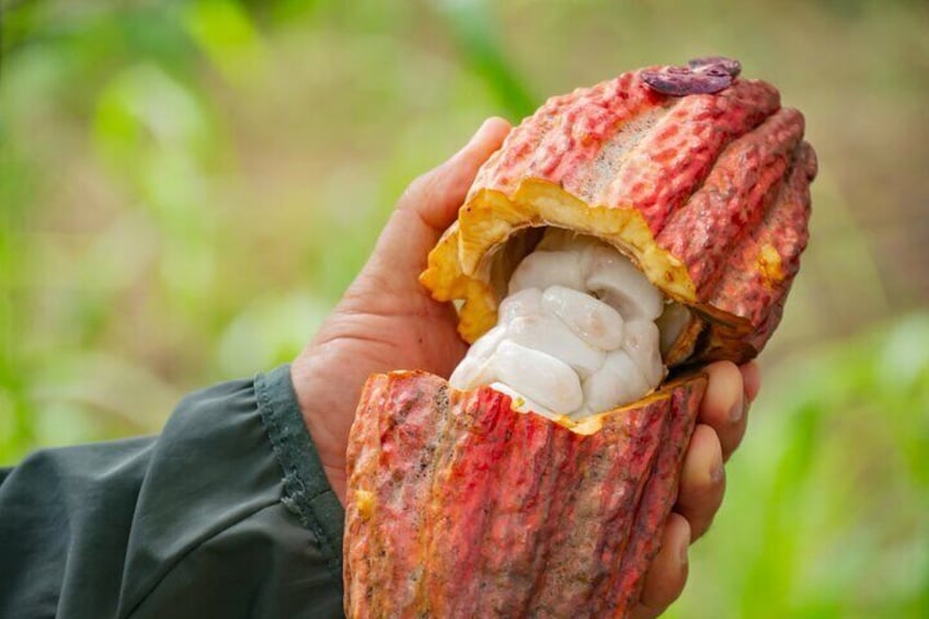 Cacao Farm Excursion Day Trip from Guayaquil