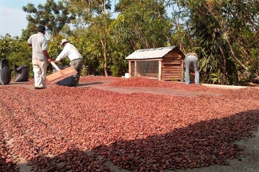 Cacao Farm Excursion Day Trip from Guayaquil