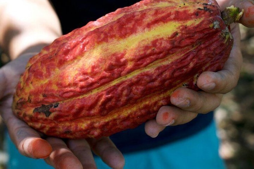 Cacao Farm Excursion Day Trip from Guayaquil