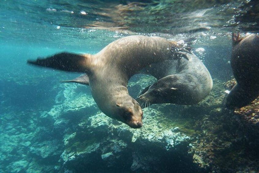 Faune seeing at the snorkeling