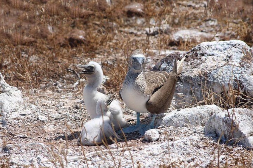 Blue foot boobies along the island