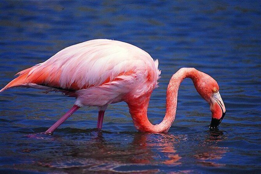 Isabela Island Wetlands Walking Tour