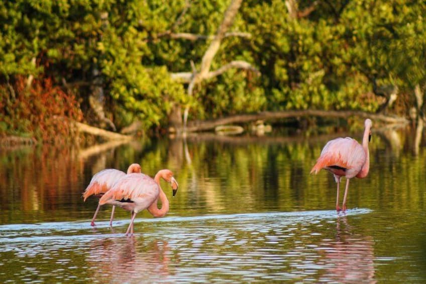 Isabela Island Wetlands Walking Tour