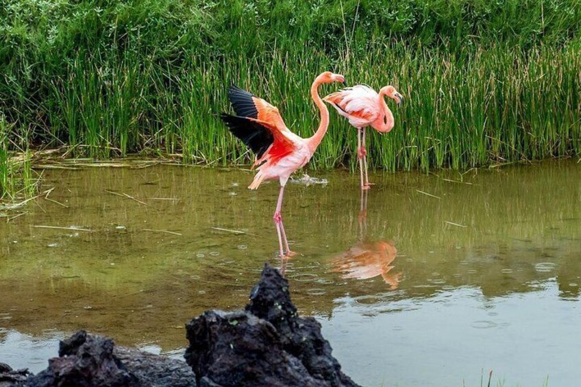 Isabela Island Wetlands Walking Tour