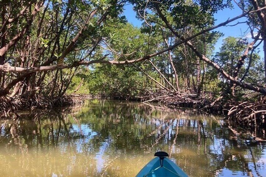 Mangrove Tunnels