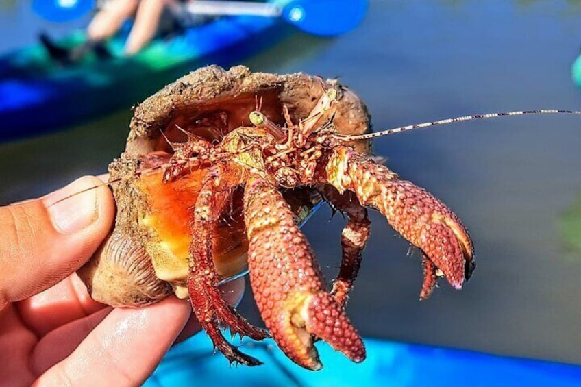 Giant red hermit crab