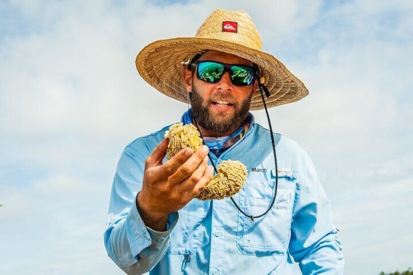 Conch egg case